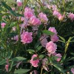 バラの苗ミニバラほほえみ4号鉢植え