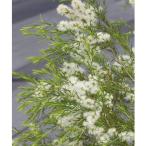 花木 庭木の苗 メラレウカ メディカ