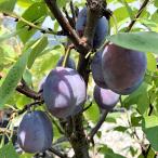 果樹の苗プルーンスタンレー4〜5号ポット