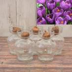 球根/クロッカス：紫色5球とクロッ...