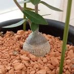 観葉植物/フォッケア：エデュリス火...