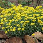 草花の苗宿根アリッサムワルフェニア...