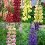 草花の苗宿根ルピナス4色8株セット