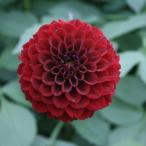 ダリア 球根 花 ガーデニング Amazon 楽天 ヤフー等の通販価格比較 最安値 Com