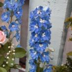 . цветок. рассада дельфиниум F1 Aurora blue ( синий )3.5 номер pot 