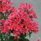 草花の苗フロックスクレオパトラ3....