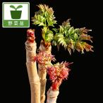  овощи. рассада треска. дерево (toge нет красный .) 7 остров треска noki4 номер pot ( АО разделение 3 год сырой рассада )