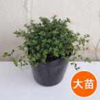  трава. рассада время (....) long gikau белка 4 номер pot 