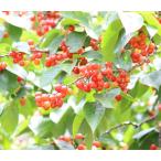 果樹の苗サクランボだんちおうとう4...