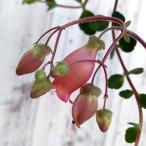 草花の苗 カランコエ・フィフィ3.5号ポ