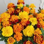 草花の苗 ばらまきマリーゴールド マリーちゃん2.5号