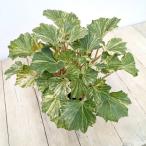 山野草の苗 ツワブキ 乱扇（ミダレオウギ)5号鉢植え