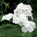 草花の苗フロックスデビット3.5号...