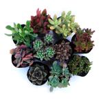 観葉植物/多肉植物ミックス2号ポット 4株セット