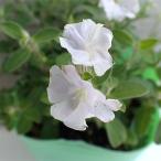草花の苗 エボルブルス サマースノー3号ポット 2株セ