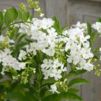 サマーセール (わけあり特価)デュランタ:ホワイトラブ(白花・アルバ)4号鉢植えスタンド仕立て