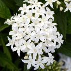 草花の苗 ペンタス ラッキースター ホワイト3-3.5号ポ