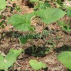  овощи. рассада /..:yamabki( гора ..) 3.5 номер pot 