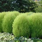 草花の苗/コキア5号鉢植え*