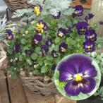 草花の苗パンジーよく咲くスミレブル...