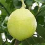  фруктовое дерево. рассада бергамот вентилятор ta стойка ko5 номер pot 