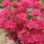 花木 庭木の苗 ツツジ ヒノデキリシマ（日の出霧島）4号ポット