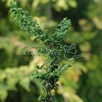  луговые и горные травы. рассада кипарис камень . кипарис 2.5 номер pot 