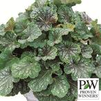 . flower. seedling / heuchera * Dolce chocolate mint 3 number pot 