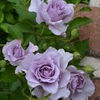 バラの苗 ハイブリッドティー 爽（ソウ）大苗6号鉢植え(バラ)