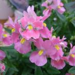 草花の苗ネメシアメーテル萌々子3....