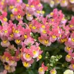 草花の苗ネメシアメーテルグッピー3...