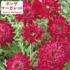 草花の苗ボンザマーガレットルビー3...