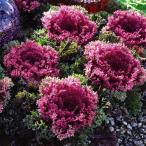 草花の苗ハボタンプラチナケールグロ...