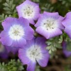 草花の苗 ネモフィラ プラチナラベンダー3号ポット