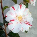 花木 庭木の苗 ツバキ（椿） 五ツ島（いつつしま）4.5号ポット