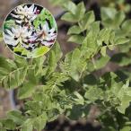  трава. рассада can слон Ural ..3 номер pot 