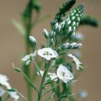 草花の苗ベロニカゲンチアノイデス・...