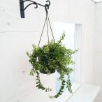 ショッピング観葉植物 観葉植物/エスキナンサス：ラスタ5号吊り鉢