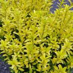  Hanaki садовое дерево. рассада ougomhimemasaki - pines5 номер pot 