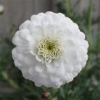 草花の苗 マーガレット マルコロッシ3.5号ポット