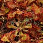 観葉植物/東海コモウセンゴケ2.5...