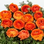 ラナンキュラスの販売店検索結果 くらし店舗検索 たくさんくらし