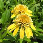草花の苗 棚卸セール エキナセア エキセントリックイエロー 3号ポット