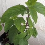  трава. рассада Japan - ka....3 номер pot 