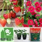  овощи. рассада / клубника. простой культивирование комплект ( горшок нет . возможен ): клубника ( 4 сезон становится ): rose Berry (R) красный 