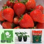  овощи. рассада / клубника. простой культивирование комплект ( горшок нет . возможен ): клубника ( один сезон ..): меласса .(R)(...)