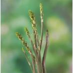  овощи. рассада /...3 номер pot 