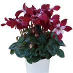 草花の苗/シクラメン：スーパージックスワインレッド3号ロングポット