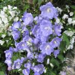 草花の苗/カンパニュラ：パーシフォ...