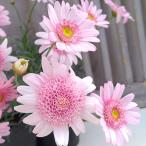草花の苗マーガレットシェリエメール...